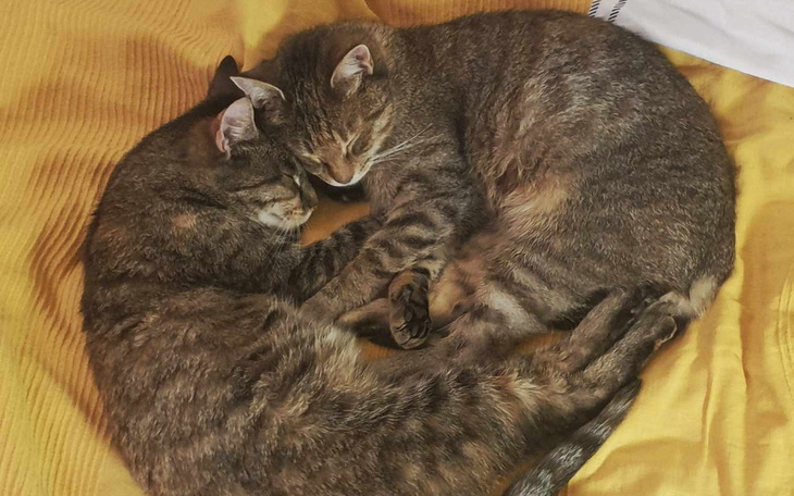 Zbiórka Roma i Arabella chore Ratunku - zdjęcie główne