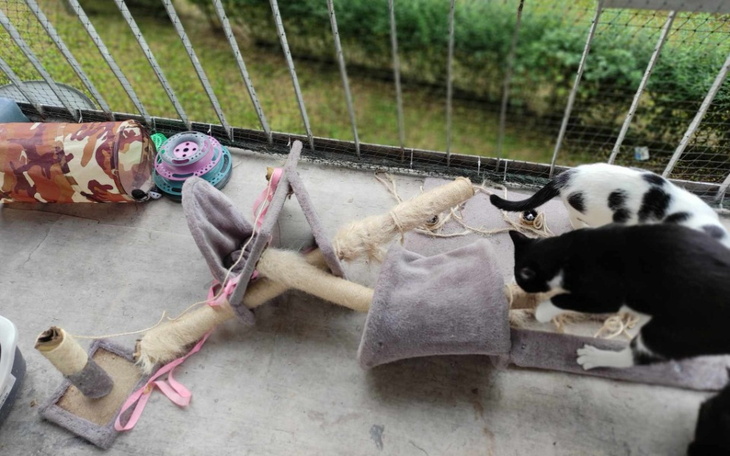 Zbiórka Na drapaki dla kociaków - zdjęcie główne