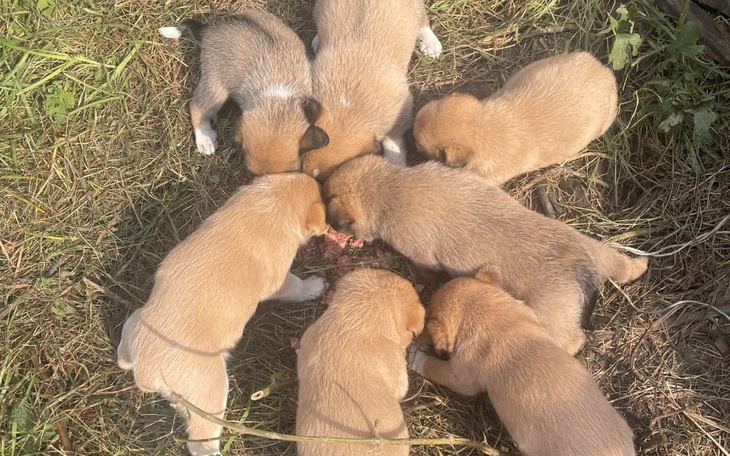 Zbiórka Bezdomna sunia i 6 szczeniaków. - zdjęcie główne