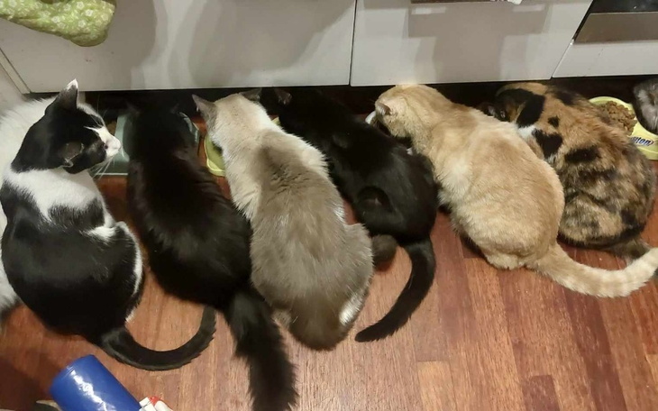 Zbiórka Dom tymczasowy dla kotów i psów - zdjęcie główne