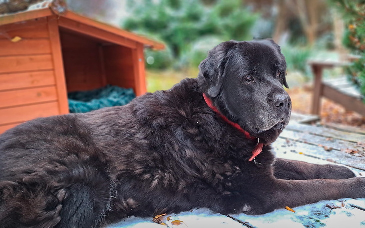 Zbiórka LUCJAN nie może chodzić - zdjęcie główne