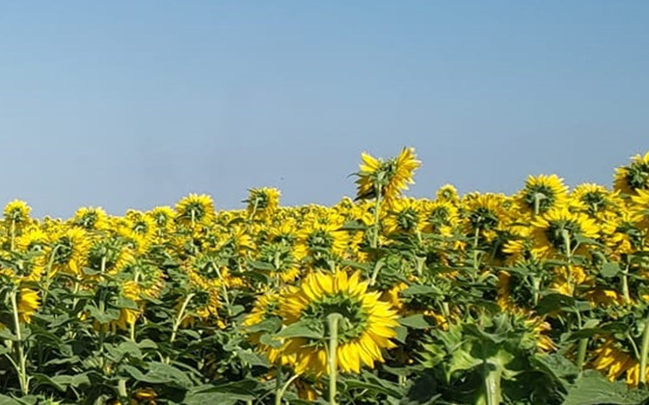 Zbiórka Sky and Sunflower Mission - zdjęcie główne