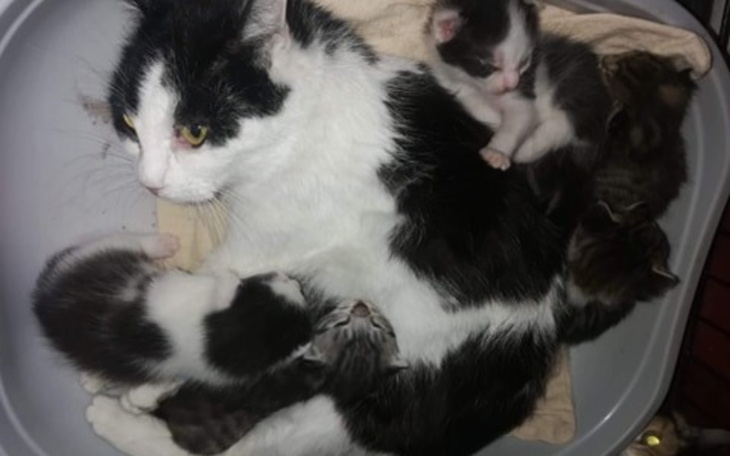 Zbiórka Ratowanie kotów - zdjęcie główne