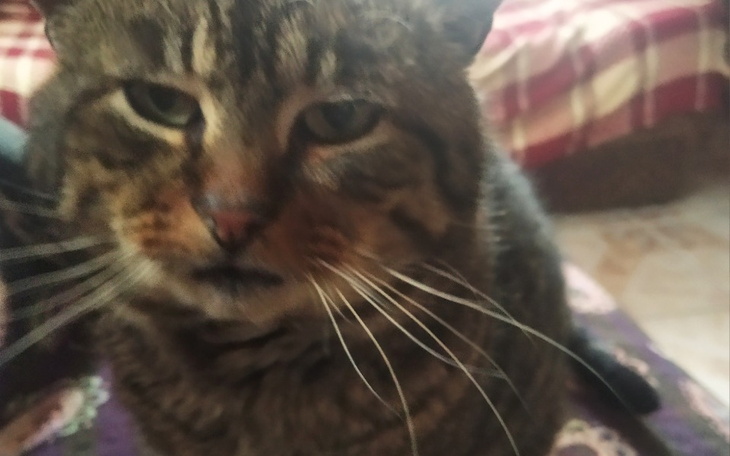 Zbiórka Na zwierzę - zdjęcie główne