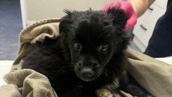 Zbiórka Walczą o zycie - miniaturka zdjęcia