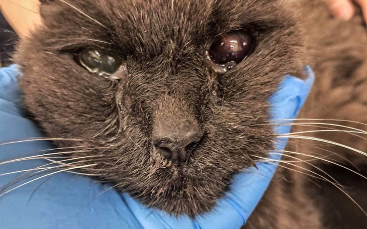 Zbiórka Szwagierka walczy o życie - zdjęcie główne