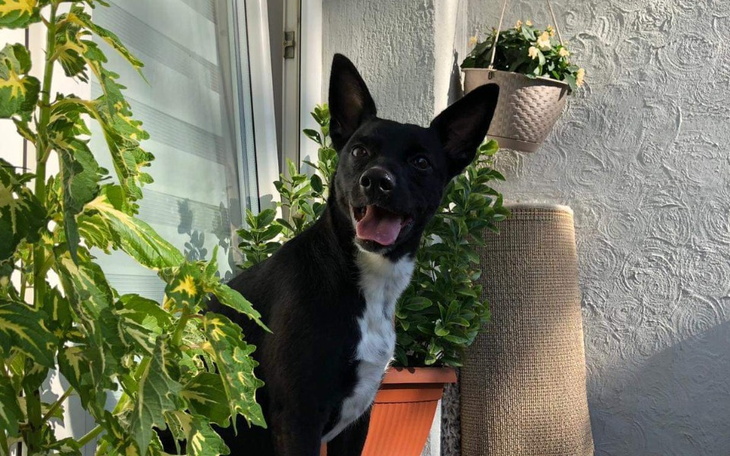 Zbiórka Pomóżmy Lusi zobaczyć świat - zdjęcie główne