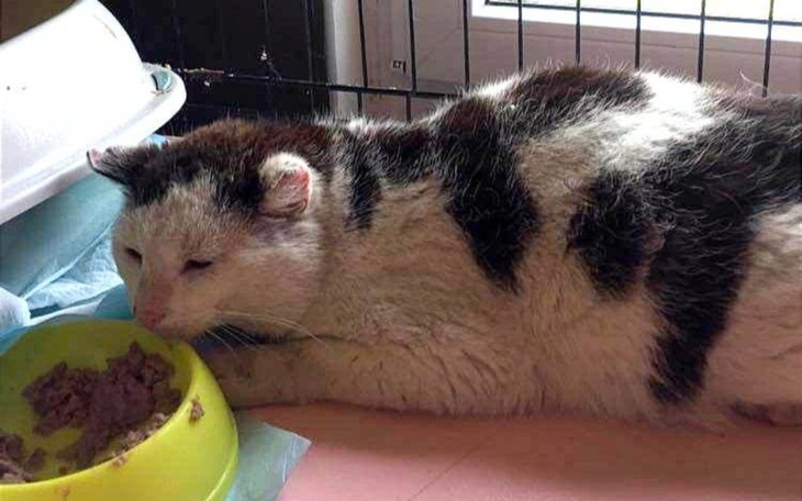 Zbiórka Schorowany zmęczony zyciem - zdjęcie główne