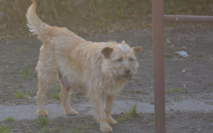 Zbiórka Nowe życie - wybieg dla psów - zdjęcie główne