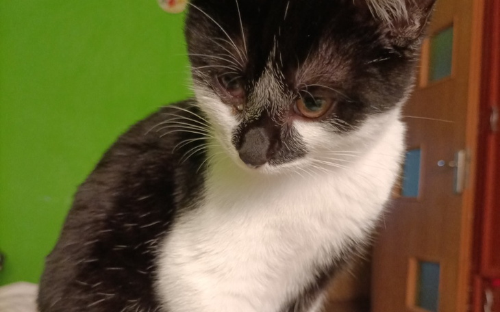 Zbiórka Leczenie, sterylizacja, akcesori - zdjęcie główne