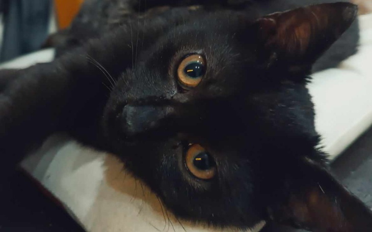 Zbiórka Młodziutki Frodo prosi o życie. - zdjęcie główne