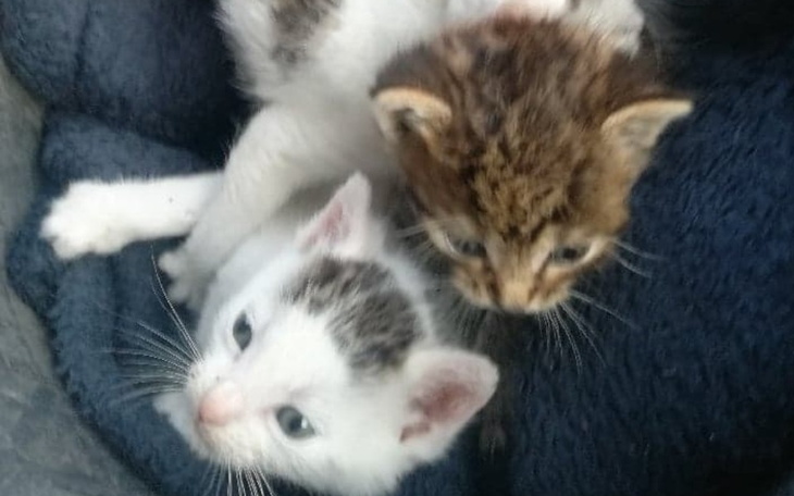 Zbiórka Ratujemy malce, kastrujemy kotkę - zdjęcie główne