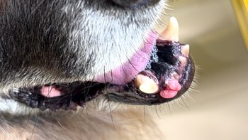 Zbiórka Widmo nowotworu, ratuj Selmę - miniaturka zdjęcia