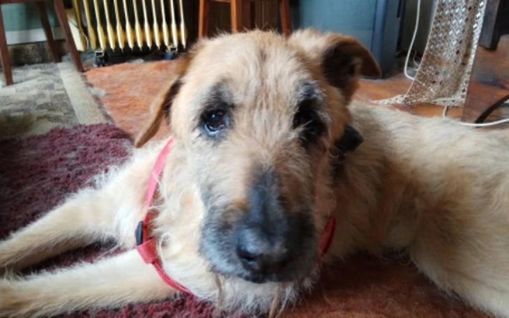 Zbiórka 16 letni Dudus prosi o pomoc! - zdjęcie główne