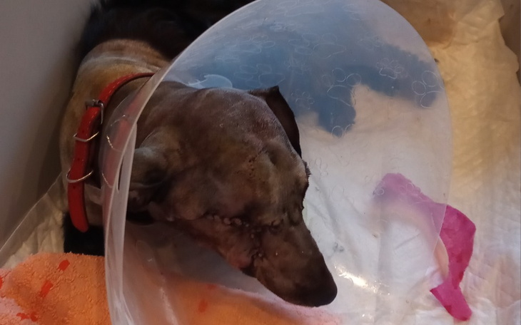 Zbiórka Bazyl - nowotwór szczęki - zdjęcie główne