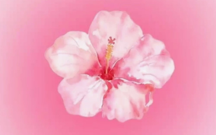 Rysunek kwiatka hibiskusa na różowym tle.