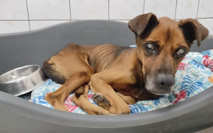 Zbiórka Uratowany przed zagłodzeniem - zdjęcie główne