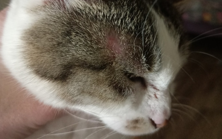 Kot z bliznami na głowie, trzymany w ręku.