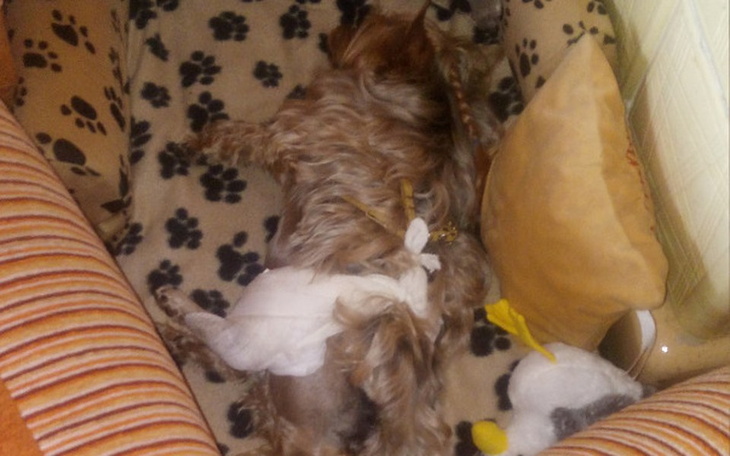 Zbiórka Wsparcie leczenia Franka - zdjęcie główne