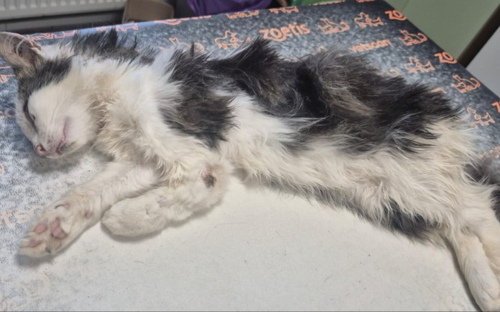 Szarpnięta fotografia kota w ciepłej atmosferze domowej.