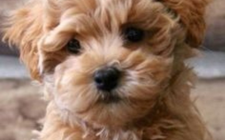 Zbiórka Przyjaciel na czterech łapach - zdjęcie główne