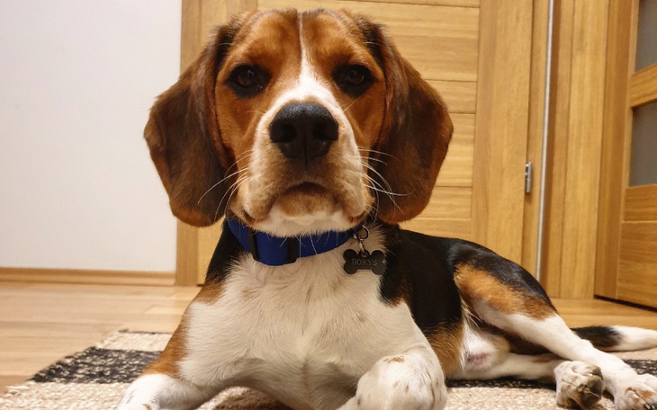 Zbiórka Dla Boryska - zdjęcie główne