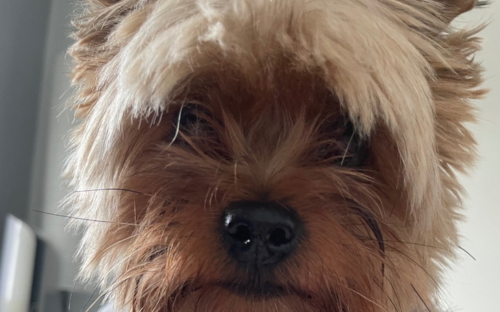 Zbiórka York potrzebuje pilnie operacji - zdjęcie główne