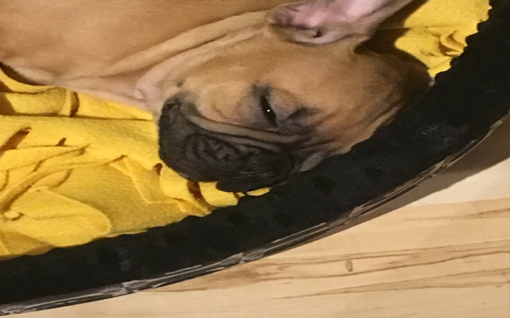 Zbiórka Na zabawkę dla psa - zdjęcie główne