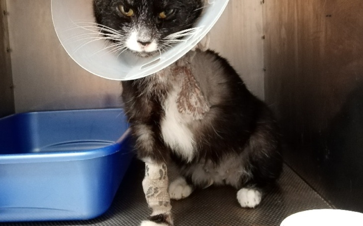 Zbiórka Kotka bez łapki Spłacamy dług. - zdjęcie główne