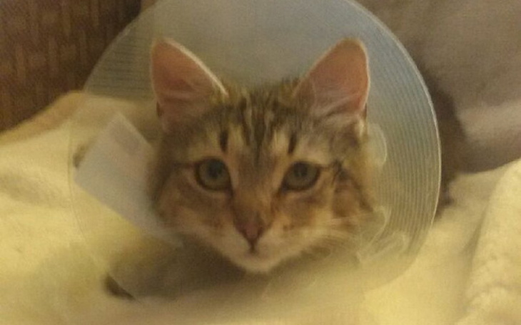 Zbiórka Kotka z podejrzeniem białaczki. - zdjęcie główne