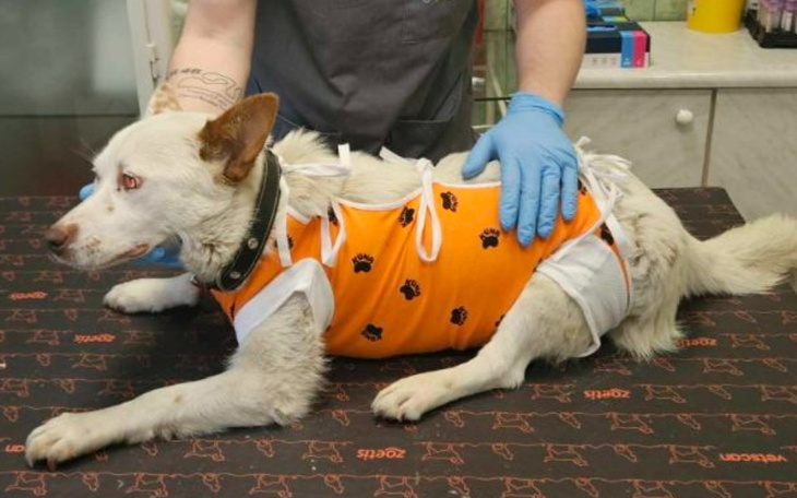 Pies w pomarańczowym ubraniu, leżący na stole weterynaryjnym.