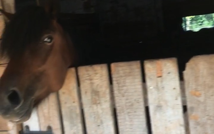 Zbiórka Zbiórka na kuca - zdjęcie główne