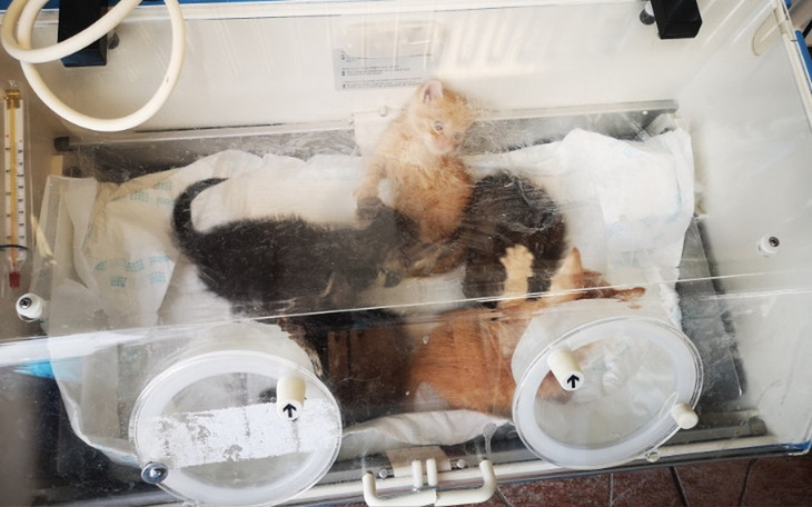 Zbiórka Czy uda nam się ponownie wygrać? - zdjęcie główne