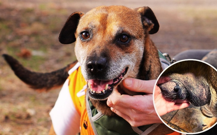 Pies z uśmiechem, cieszący się z towarzystwa.