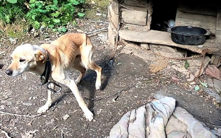 Zbiórka Domki leczenie psiakom - zdjęcie główne