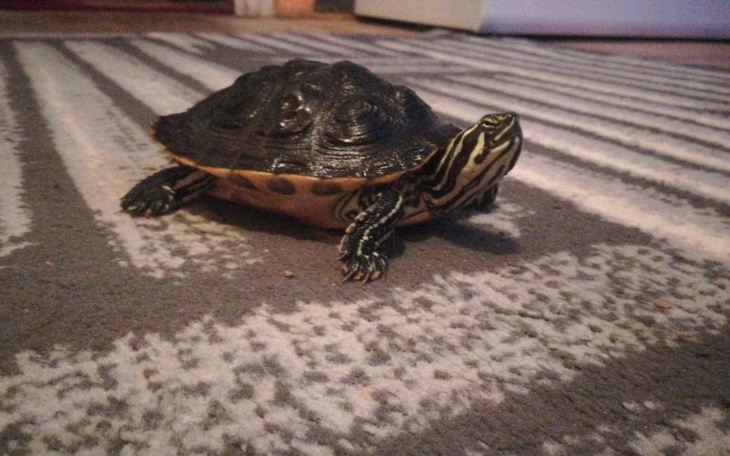 Zbiórka Na pomoc Grażynce - zdjęcie główne