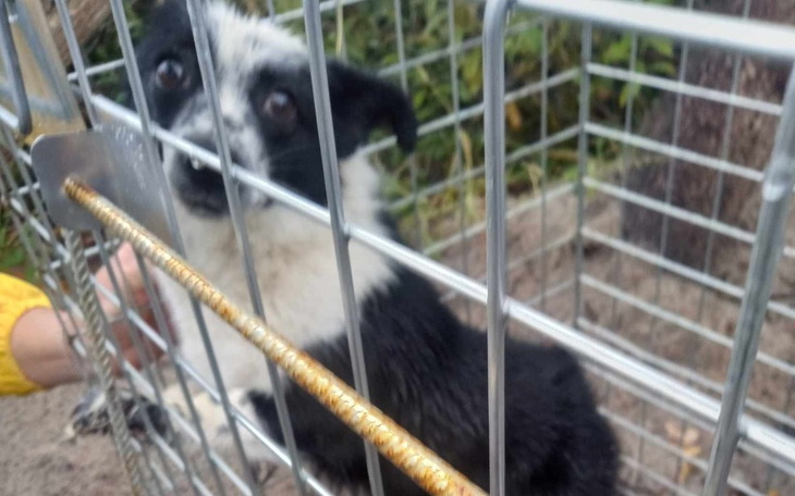 Mały piesek w klatce, z wyrazem smutku w oczach.