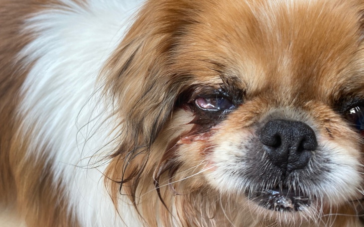 Zbiórka Ratujemy oczko lady - zdjęcie główne