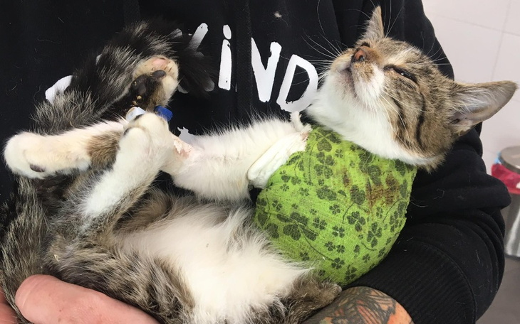 Kotek z wyrazem radości na twarzy.