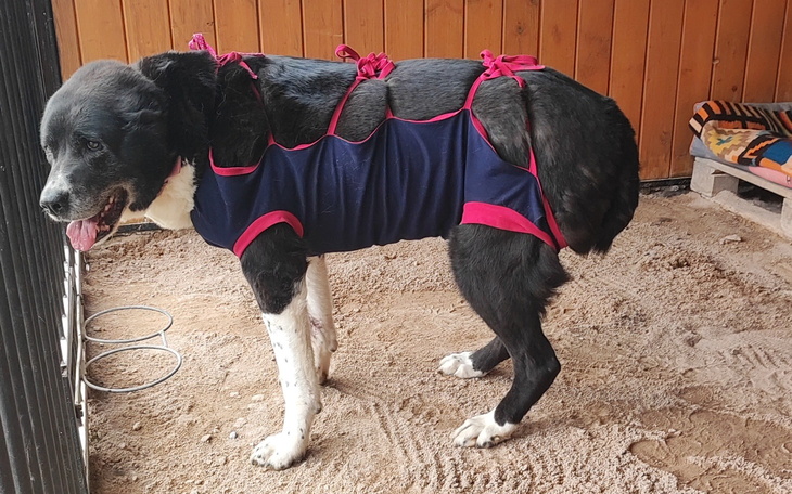 Pies w specjalnym ubraniu, stojący na piasku.