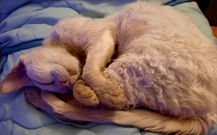 Zbiórka Na operację dla Amirki - zdjęcie główne