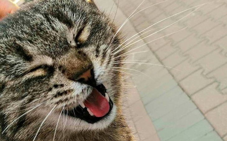 Zbiórka Leczenie bezdomnej kotki - zdjęcie główne