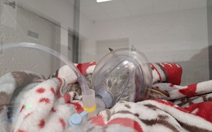 Zbiórka Wiki chce żyć - zdjęcie główne