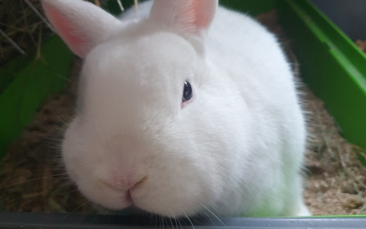 Biały królik z dużymi uszami w klatce.