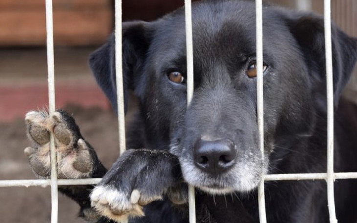 Zbiórka Zbiórka dla schroniska Dąbrówka - zdjęcie główne