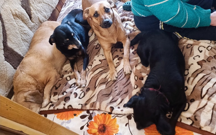 Zbiórka Na prąd dla bezdomnych zwierząt - zdjęcie główne