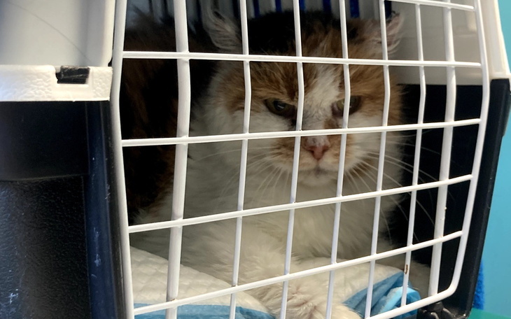 Kot w klatce, wygląda na zmartwionego.