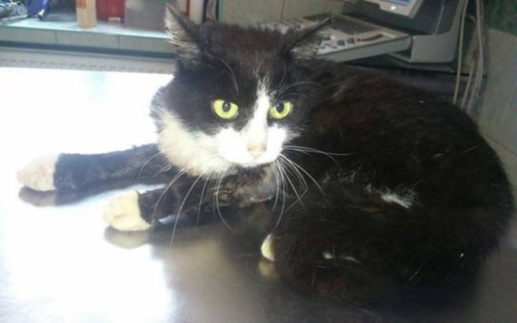 Kot leżący na stole, z wyrazem ciekawości.