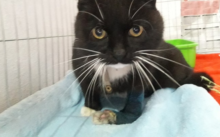 Zbiórka Wituś i jego wielkie cierpienie - zdjęcie główne