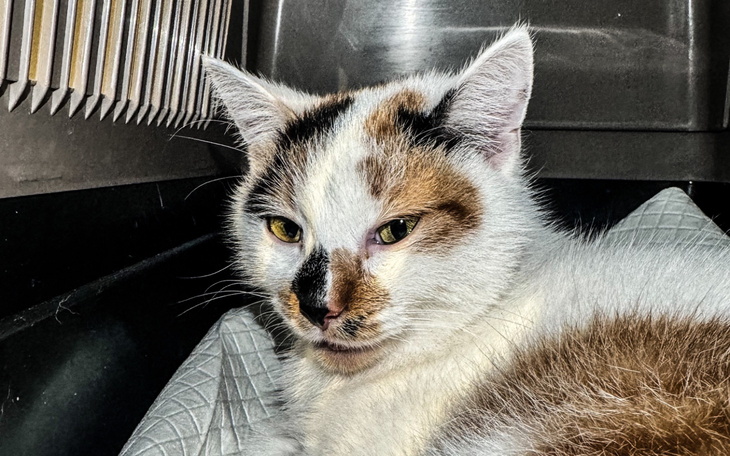 Kot leżący w transporterze, z wyrazem twarzy.